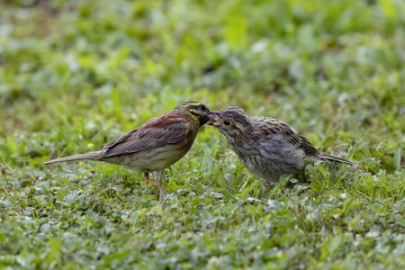 Zigolo Nero - Mamma e Pulcino